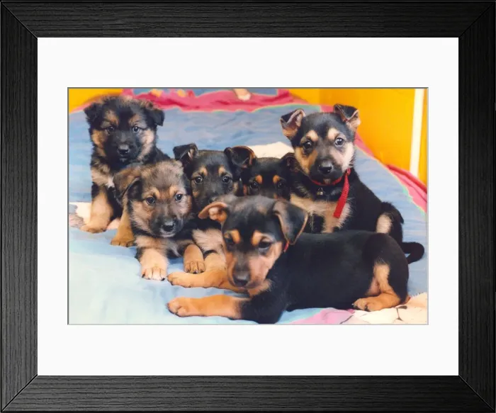 Framed Print : A litter of puppies on a bed Framed Print : A litter of puppies on a bed