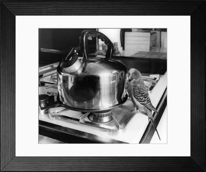 Framed Print : This budgie better watch he does nt get burned talking to his mirror image