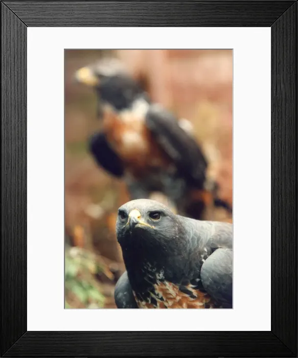 Framed Print : A South African Jackal Bzzard bird of prey