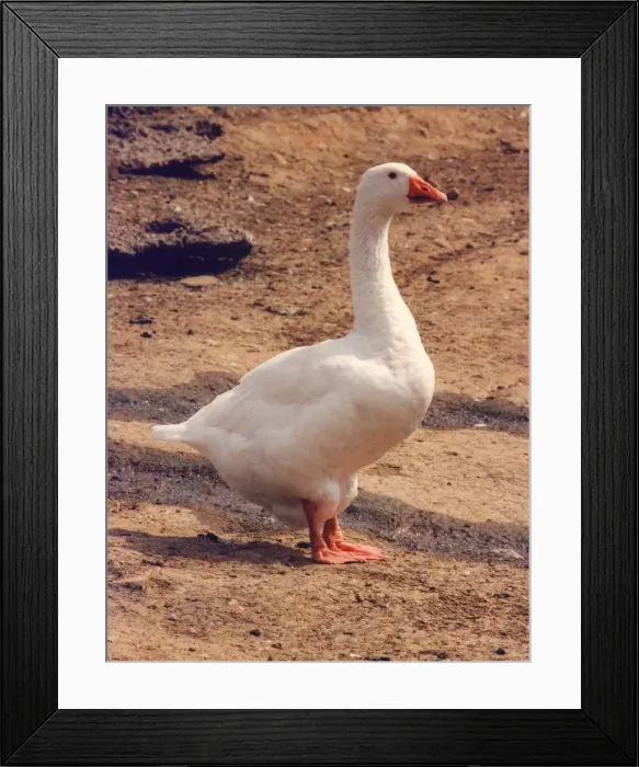 Framed Print : A domestic goose