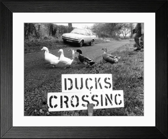 Framed Print : These ducks have their own road sign Framed Print : These ducks have their own road sign