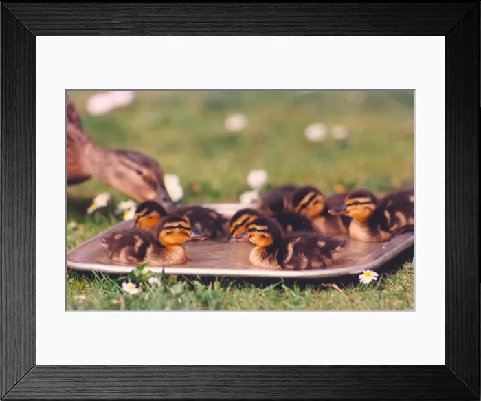 Framed Print : This mother duck introduces her ducklings to the water for the first time Framed Print : This mother duck introduces her ducklings to the water for the first time