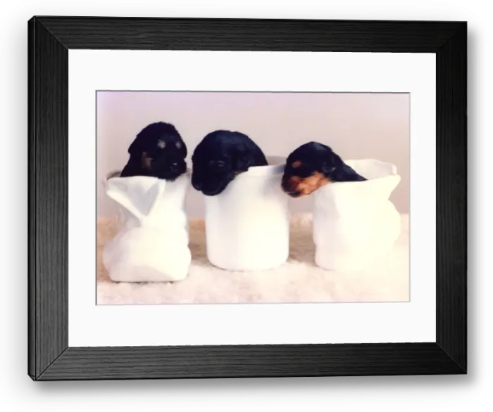 Framed Print : Three very young and cute puppies Framed Print : Three very young and cute puppies