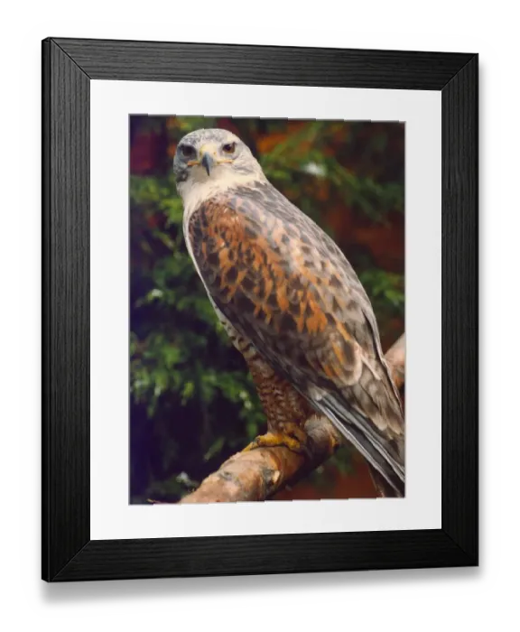Framed Print : A Ferigonous Buzzard bird of prey
