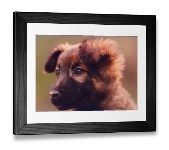 Framed Print : Breeze the mongrel puppy