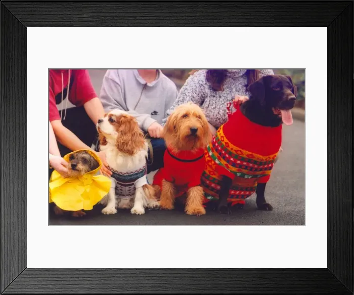 Framed Print : A petsmart fashion show Framed Print : A petsmart fashion show