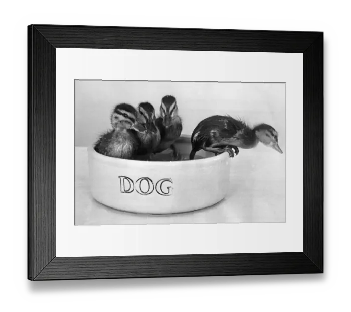 Framed Print : Not all of these two week old ducklings are enjoying their bath