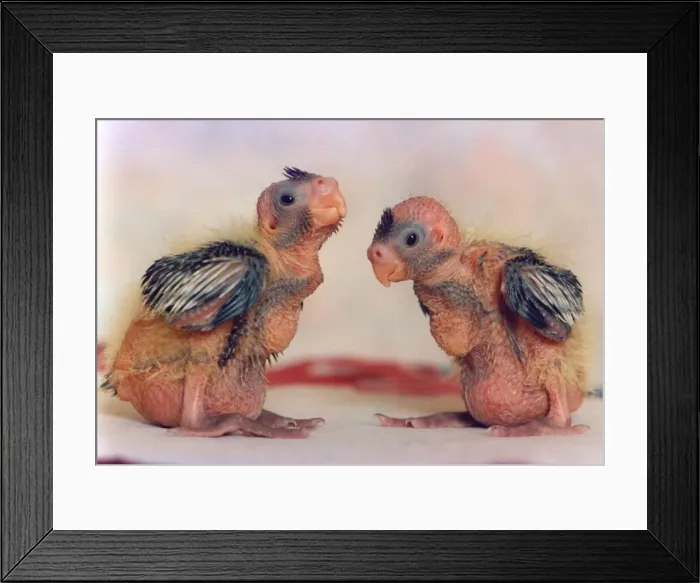 Framed Print : Two week old cockateal chicks Framed Print : Two week old cockateal chicks