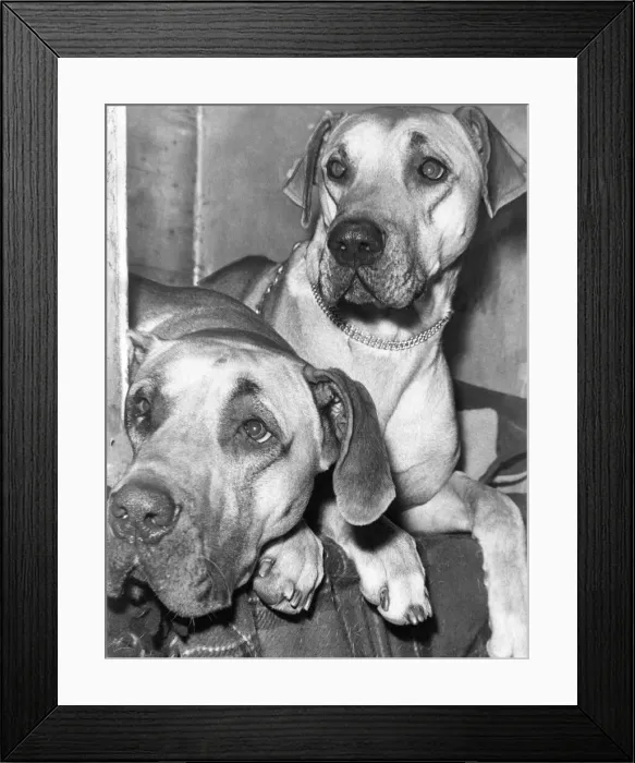 Framed Print : Two very serious Great Danes competing in a Northumberland dog show Framed Print : Two very serious Great Danes competing in a Northumberland dog show