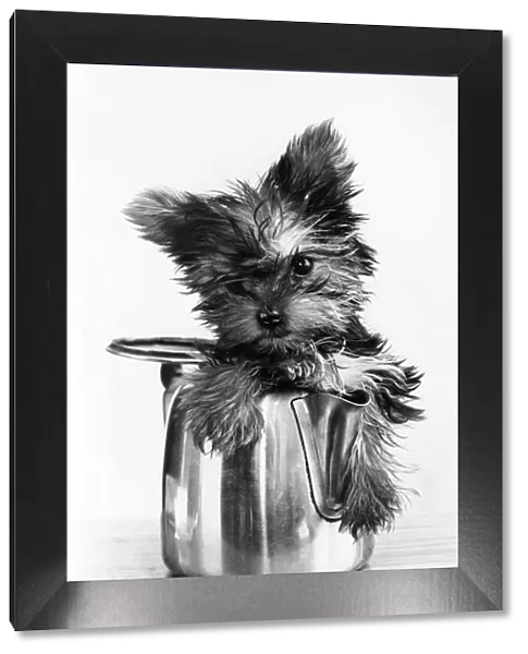 A Yorkshire Terrier puppy