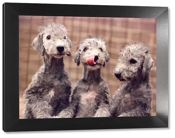 Three Bedlington Terrier puppies