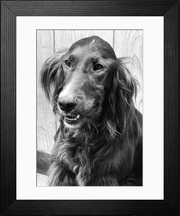 Framed Print : A Red Setter Framed Print : A Red Setter
