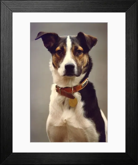 Framed Print : This terrier cross has one ear open ready for commands Framed Print : This terrier cross has one ear open ready for commands