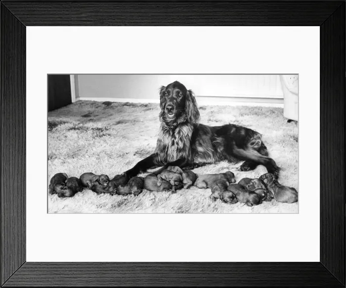 Framed Print : A Red Setter with a large litter of puppies