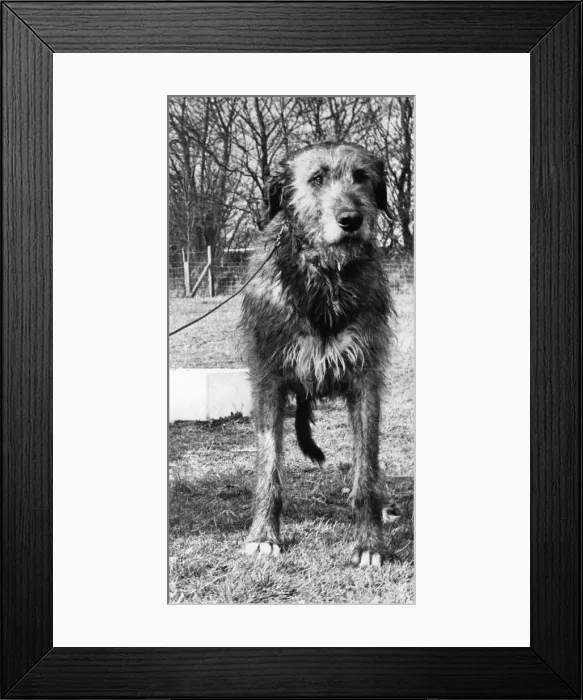Framed Print : An Irish Wolfhound Framed Print : An Irish Wolfhound