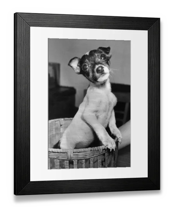 Framed Print : A small Jack Russell Terrier puppy