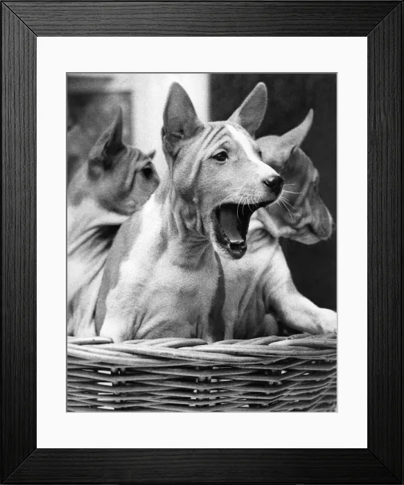 Framed Print : These Basenji dogs yodel instead of barking Framed Print : These Basenji dogs yodel instead of barking