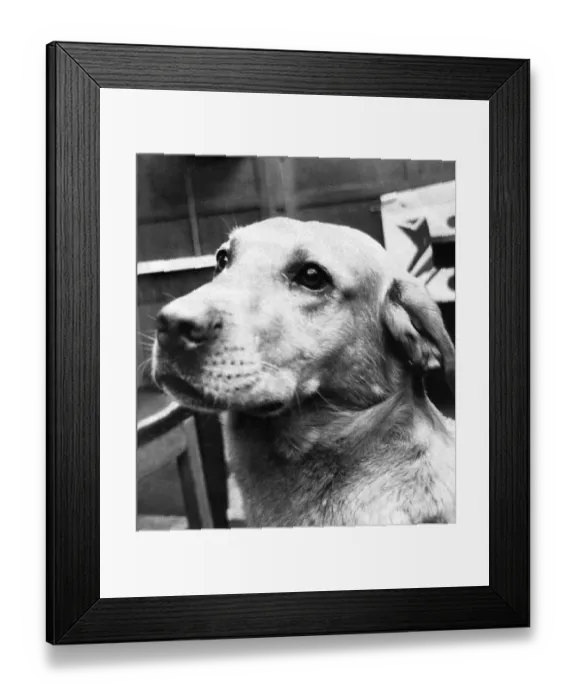 Framed Print : A Labrador called King who is the softest guard dog in the world