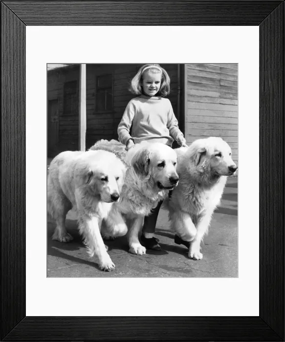 Framed Print : Three Pyrenean Mountain Dogs with their minder