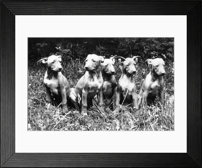 Framed Print : Rare Pharaoh Hound puppies