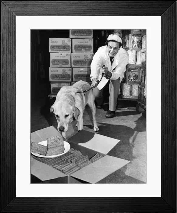Framed Print : Instead of sniffing out drugs this Golden Retriever likes to sniff out the peppermint