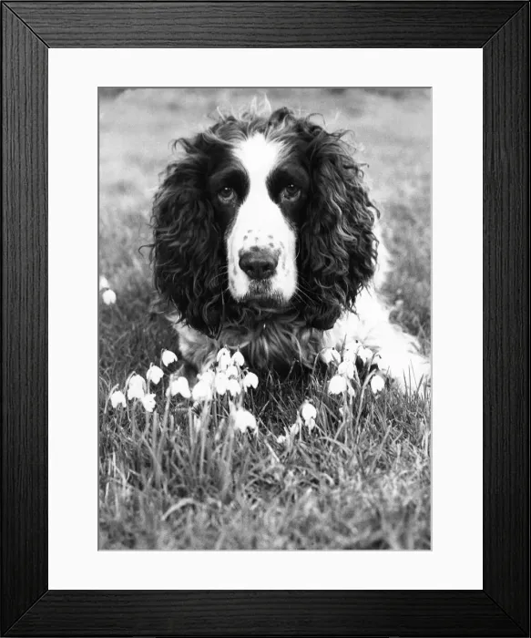 Framed Print : A Springer Spaniel enjoying the first signs of spring Framed Print : A Springer Spaniel enjoying the first signs of spring