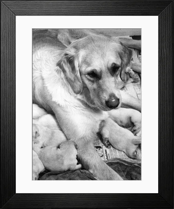 Framed Print : A Golden Retriever with her llitter of puppies Framed Print : A Golden Retriever with her llitter of puppies