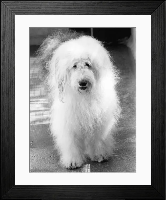 Framed Print : An Old English Sheep Dog Framed Print : An Old English Sheep Dog
