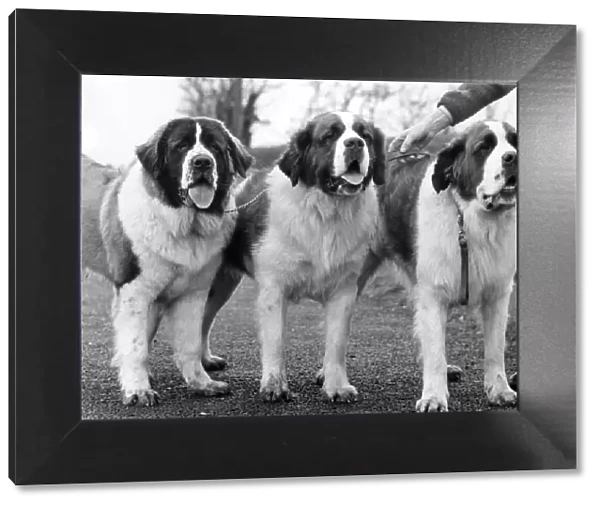 Three St. Bernards who have just qualified for Crufts