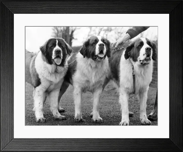 Framed Print : Three St. Bernards who have just qualified for Crufts Framed Print : Three St. Bernards who have just qualified for Crufts