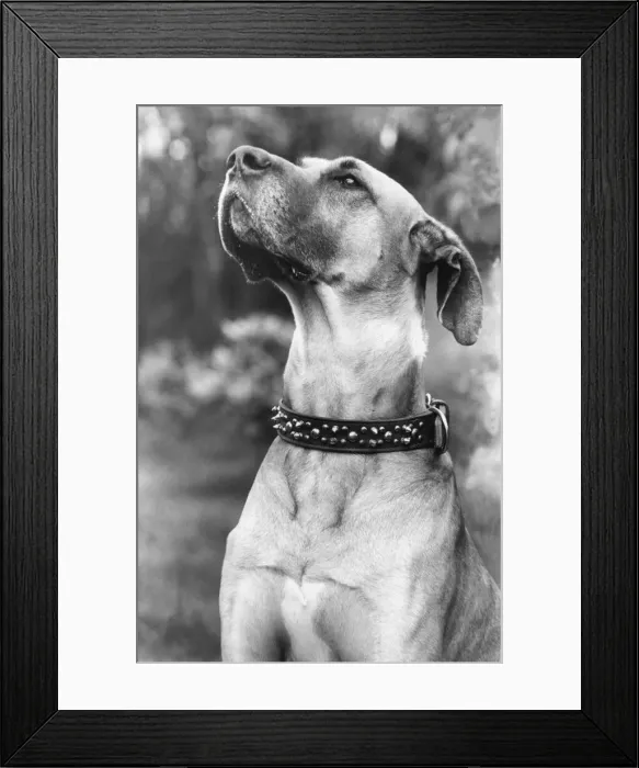 Framed Print : A very proud looking Great Dane Framed Print : A very proud looking Great Dane