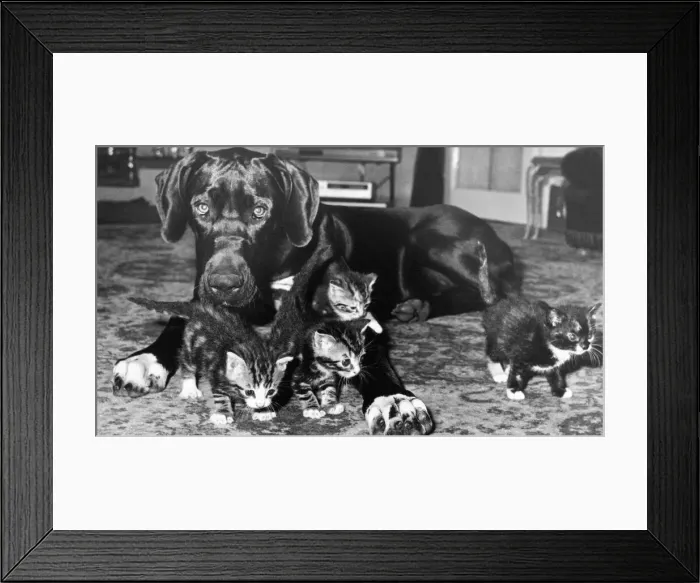 Framed Print : Great Dane Kasia with her adopted kittens Framed Print : Great Dane Kasia with her adopted kittens