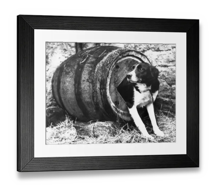 Framed Print : Nap the Sheep dog emerges from his barrel kennel