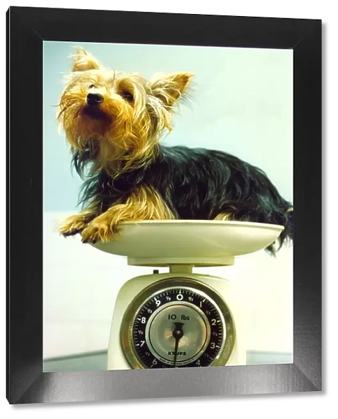 A Yorkshire Terrier being weighed, circa 1990
