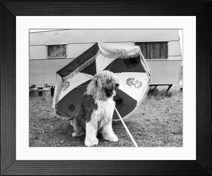 Framed Print : A sheepdog keeping out of the sun on his holidays Framed Print : A sheepdog keeping out of the sun on his holidays