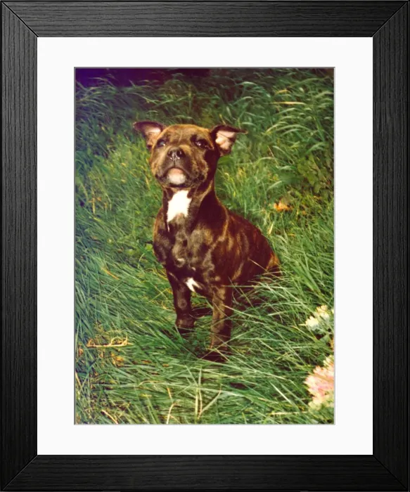 Framed Print : Levi the Staffordshire Bull Terrier Framed Print : Levi the Staffordshire Bull Terrier