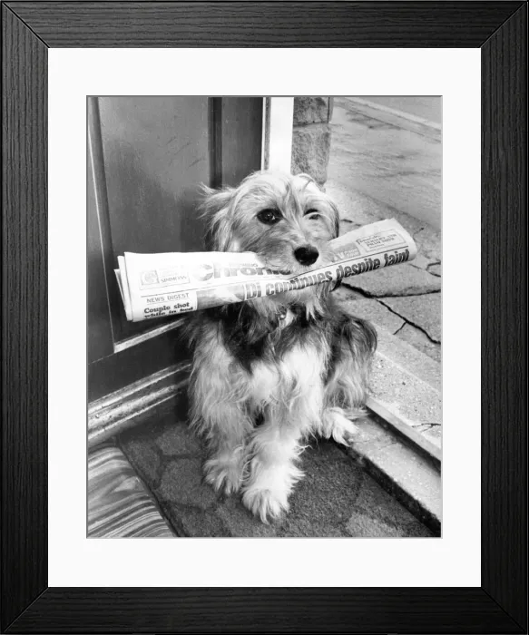 Framed Print : Barney the televisin star still has to bring in the paper even though he is famous Framed Print : Barney the televisin star still has to bring in the paper even though he is famous