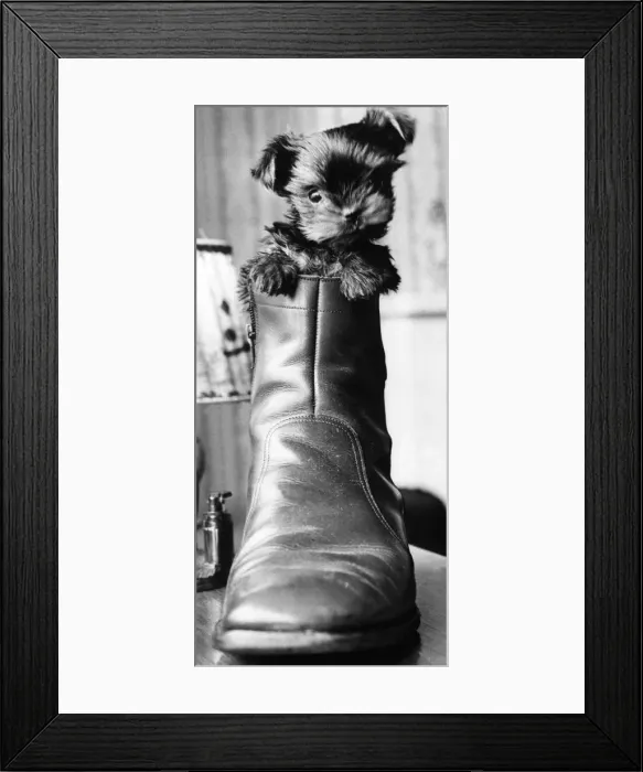 Framed Print : Jewel the seven week old Yorkshire Terrier
