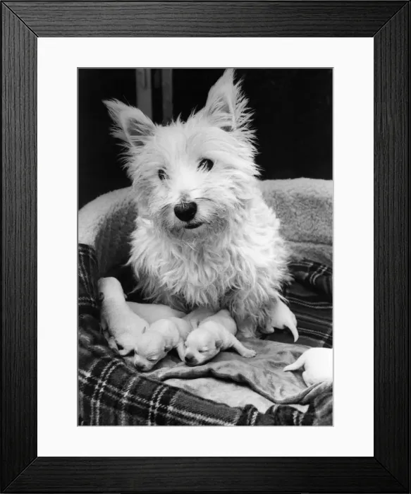 Framed Print : Kelly the Highland Terrier with her puppies Framed Print : Kelly the Highland Terrier with her puppies