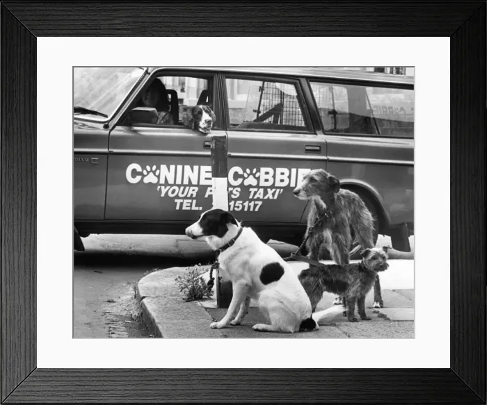 Framed Print : The little terrier and his friends waiting for their taxi Framed Print : The little terrier and his friends waiting for their taxi