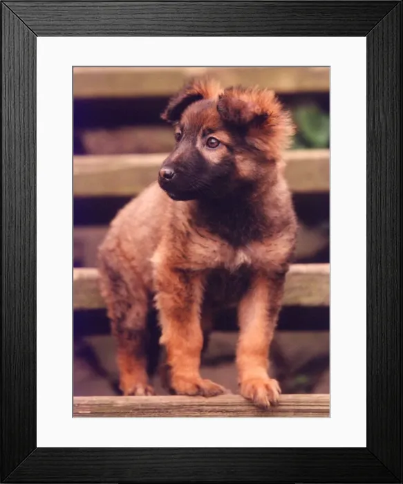 Framed Print : Breeze the mongrel puppy Framed Print : Breeze the mongrel puppy