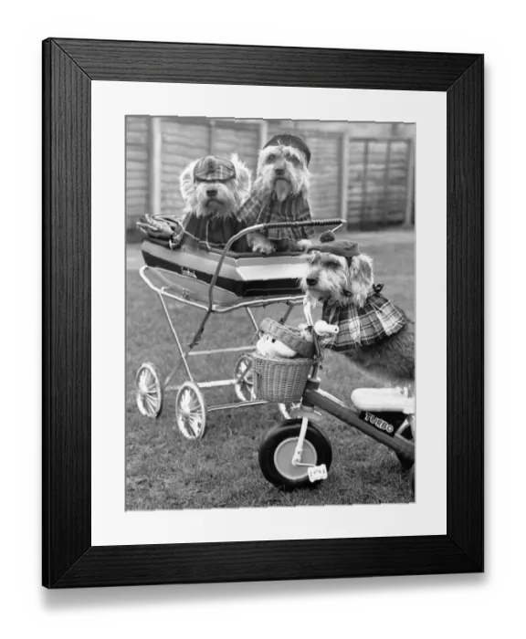 Framed Print : Performing terriers, Nutmeg, Bramble in the pram and Turtle on the scooter
