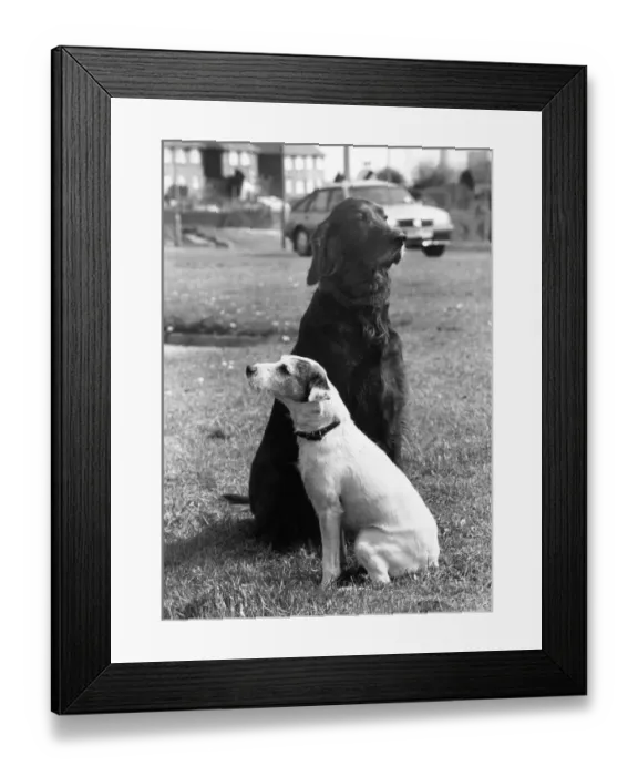 Framed Print : Jack the Terrier with his friend Ben, 1989