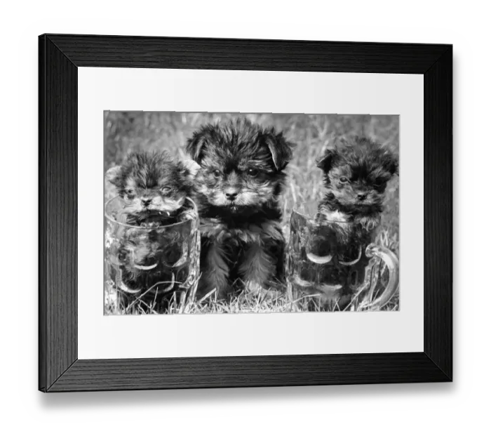 Framed Print : Three Yorkshire Terrier puppies