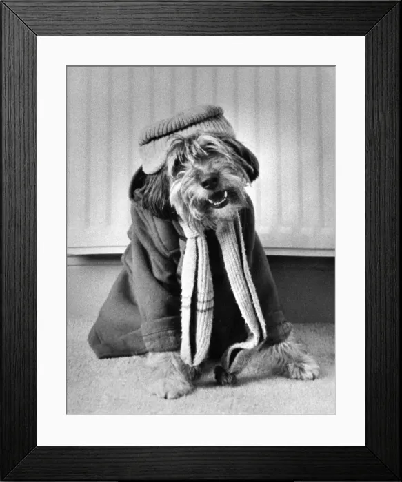 Framed Print : Max the terrier dressed up to promote British Gas Framed Print : Max the terrier dressed up to promote British Gas