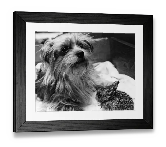 Framed Print : This Yorkshire Terrrier is a foster mother to this baby hare