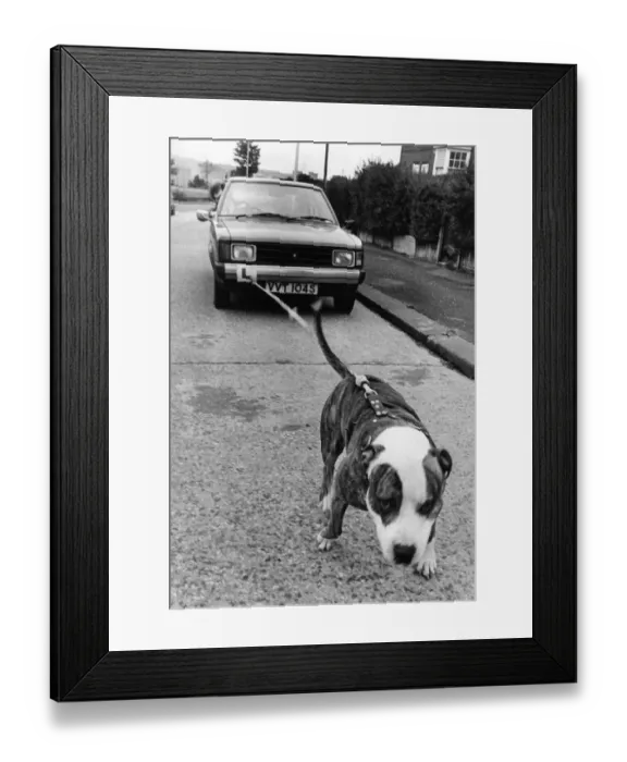 Framed Print : Spartacus the Americal pit bull dog pulling a car