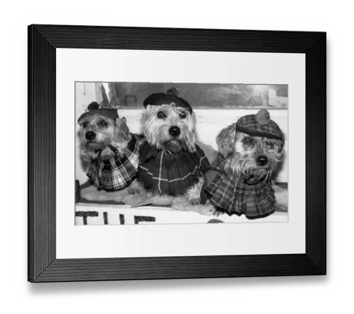 Framed Print : Turtle, Nutmeg and Bramble the performing terriers