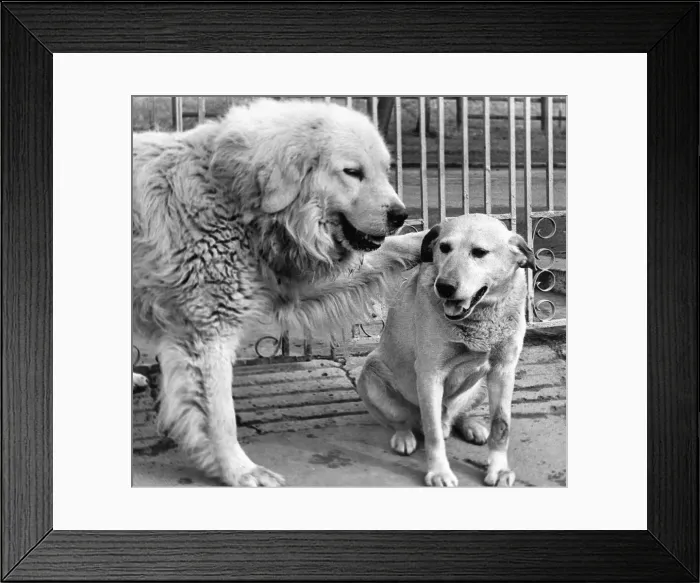 Framed Print : Shep the Pyrenean Mountain Dog and Rebel the Golden Labrador are best buddies Framed Print : Shep the Pyrenean Mountain Dog and Rebel the Golden Labrador are best buddies