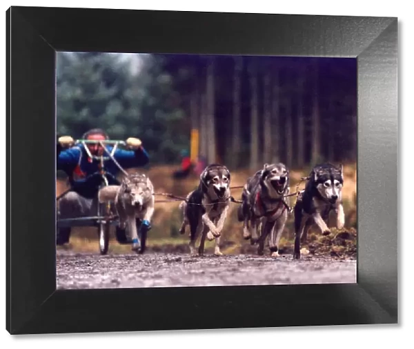 Husky racing at Kielder Forest